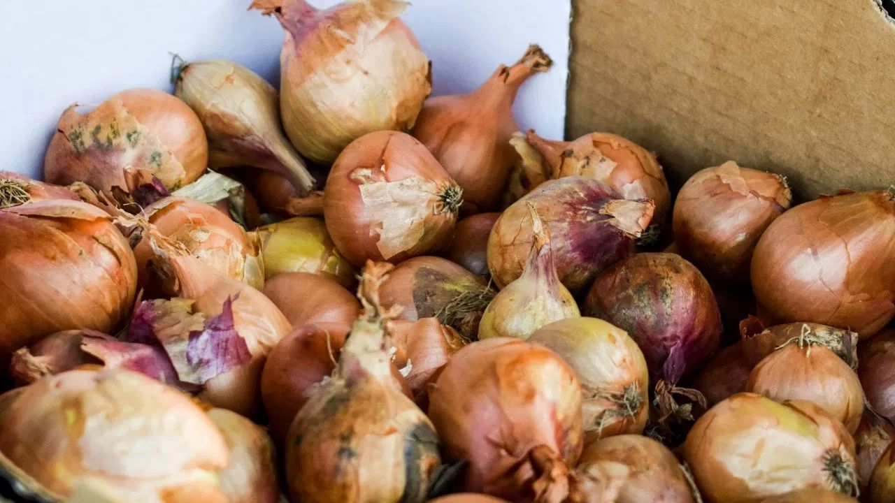 જો તમને ડુંગળી પર કાળા ડાઘ દેખાય છે, તો તે ફૂગની નિશાની છે. ડૉકટરોના મતે, આ ફૂગ એસ્પરગિલસ નાઇજર છે, જે માટીમાં જોવા મળે છે અને ડુંગળીમાં ફેલાઈ શકે છે. જ્યારે આ ફૂગ ડુંગળીની અંદર પહોંચે છે, ત્યારે તે ડુંગળીને બગાડે છે. આવા ડુંગળીનું સેવન કરવાથી પાચન સમસ્યાઓ થઈ શકે છે અને એલર્જીક પ્રતિક્રિયાઓ વધી શકે છે.