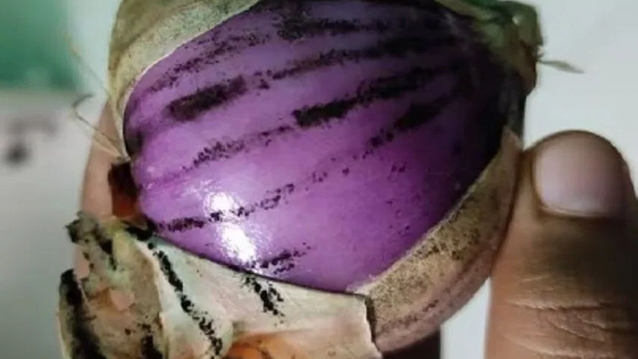 લોકો ઘણીવાર એક સાથે 5 થી 10 કિલોગ્રામ ડુંગળી ખરીદે છે અને ઘણા દિવસો સુધી તેનો ઉપયોગ કરે છે. પરંતુ શું તમે જાણો છો કે દરેક ડુંગળી ખાવા માટે સલામત નથી? જો તમને ડુંગળી પર કાળા ડાઘ અથવા નિશાન દેખાય છે, તો તેને ખાવાથી તમારા સ્વાસ્થ્ય માટે નુકસાન થઈ શકે છે.