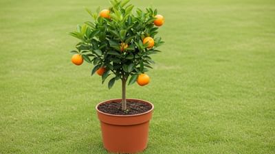 જો તમે બાગકામના શોખીન છો પરંતુ જગ્યા નથી, તો અહીં તમારા માટે કેટલીક ટિપ્સ છે. તમે તમારી બાલ્કની અથવા ટેરેસ પર પણ નારંગીનું ઝાડ ઉગાડી શકો છો.