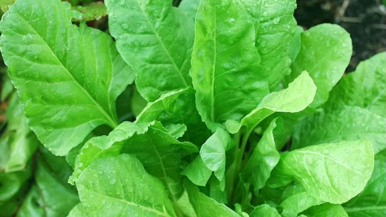 કિરણ ગુપ્તા જણાવ્યું કે જે લોકોને પહેલાથી જ કિડની અથવા કિડનીમાં પથરીની સમસ્યા છે તેમણે પાલક ખાવાનું બિલકુલ ટાળવું જોઈએ. પાલકમાં ઓક્સાલેટનું પ્રમાણ વધુ હોય છે, જે શરીરમાં કેલ્શિયમ ઓક્સાલેટ પથરીને કદમાં વધારો શકે છે. વધુમાં, જે લોકો ગેસ અથવા એસિડિટીથી પીડાય છે તેઓએ પણ પાલક ખાવાનું ટાળવું જોઈએ, કારણ કે તેમાં પુષ્કળ પ્રમાણમાં ફાઇબર હોય છે.