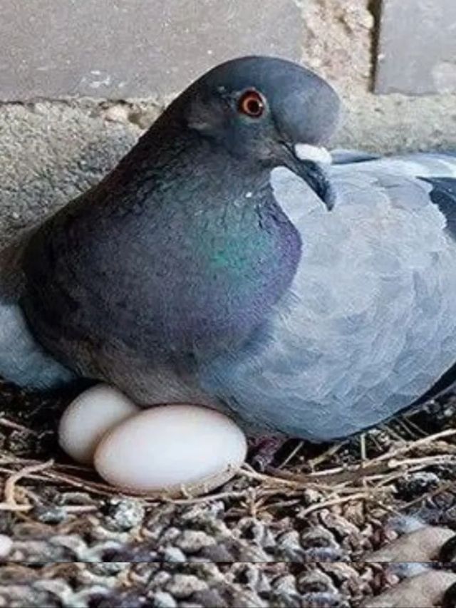 કબૂતરનું બાલ્કની કે છત પર ઈંડા મૂકવું શુભ છે કે અશુભ?