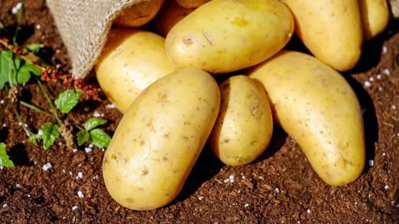 ભારતમાં બટાકાને શાકભાજીનો રાજા કહેવામાં આવે છે, કારણ કે તે વર્ષના બારેય મહિના રસોડામાં જોવા મળે છે. બટાકામાં પોટેશિયમ, વિટામિન સી અને ઉર્જા આપનાર કાર્બોહાઇડ્રેટ્સ પણ હોય છે. નિષ્ણાતોના મતે, બટાકા સંપૂર્ણપણે હાનિકારક નથી. બીજું કે, બટાકા વધુ પડતા ખાવાની સલાહ પણ આપવામાં આવી નથી.