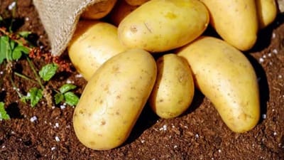 ભારતમાં બટાકાને શાકભાજીનો રાજા કહેવામાં આવે છે, કારણ કે તે વર્ષના બારેય મહિના રસોડામાં જોવા મળે છે. બટાકામાં પોટેશિયમ, વિટામિન સી અને ઉર્જા આપનાર કાર્બોહાઇડ્રેટ્સ પણ હોય છે. નિષ્ણાતોના મતે, બટાકા સંપૂર્ણપણે હાનિકારક નથી. બીજું કે, બટાકા વધુ પડતા ખાવાની સલાહ પણ આપવામાં આવી નથી.