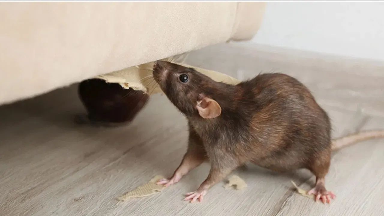 Disclaimer: આ લેખમાં કરવામાં આવેલા દાવાઓ ઓનલાઈન મળેલી માહિતી પર આધારિત છે. TV9 Gujarati તેની સત્યતા કે ચોકસાઈની જવાબદારી લેતું નથી.