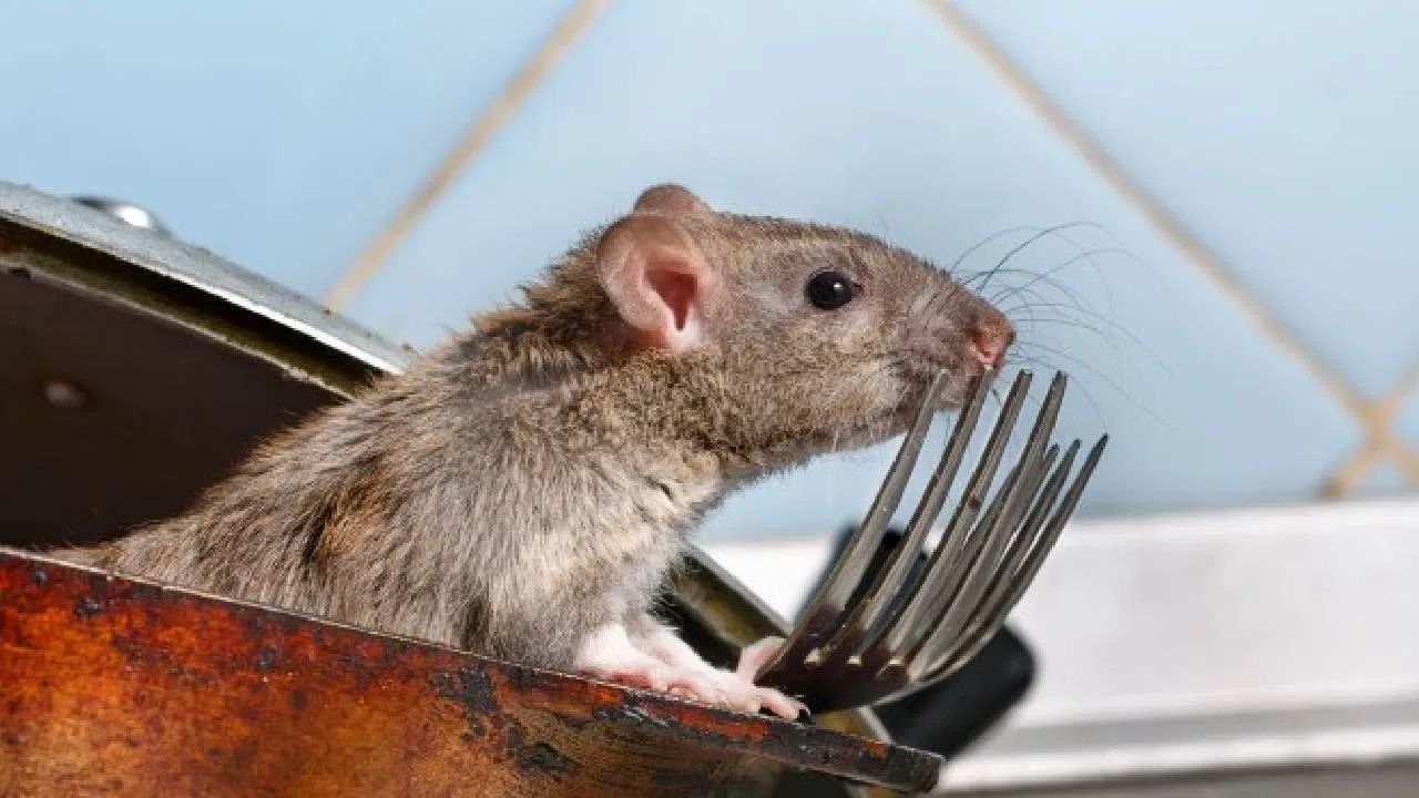 કોફી બીન્સ  - કોફીની તીવ્ર અને સુખદ સુગંધ મરેલા ઉંદરની ગંધને છુપાવવામાં ખૂબ અસરકારક છે, ખાસ કરીને જ્યારે ગંધ ઓછી થઈ રહી હોય અથવા હળવી હોય. નાના, ખુલ્લા ટોપલામાં કોફી ભરો. આ ટોપલાને દુર્ગંધવાળા વિસ્તારની નજીક મૂકો. કોફી બીન્સ પણ કામ કરે છે. કોફી બીન્સને ભૂકો કરતા પહેલા સહેજ ગરમ કરવાથી તેમની સુગંધ વધુ તીવ્ર બનશે.