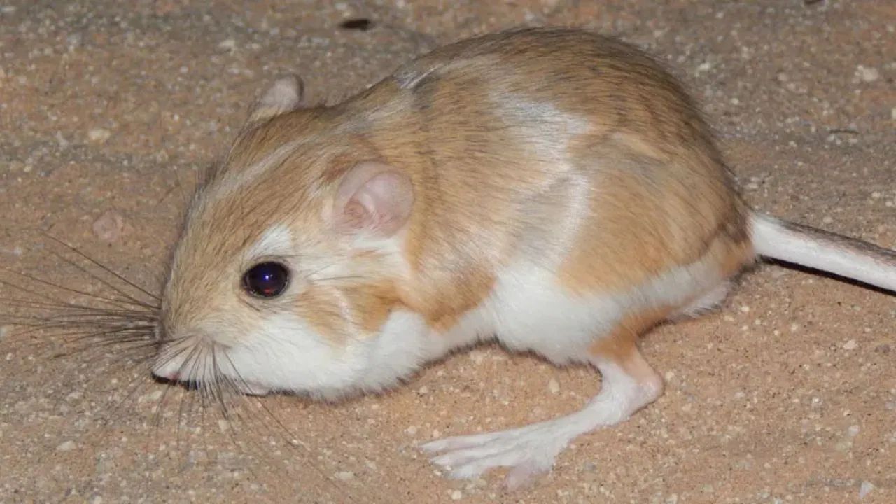 વિનેગર - તે એસિડ હોવાથી, વિનેગર ગંધ પેદા કરતા બેક્ટેરિયાને અસર કરી શકે છે. વિનેગર અને પાણીનું દ્રાવણ બનાવો. જો દુર્ગંધવાળો વિસ્તાર કાપડ, કાર્પેટ અથવા ધોઈ શકાય તેવી સપાટીથી ઢંકાયેલો હોય, તો દ્રાવણને સીધો છંટકાવ કરો. જો ઉંદર દિવાલ પર હોય, તો બાઉલમાં સરકો ભરો અને તેને દુર્ગંધવાળો વિસ્તારની નજીક મૂકો. સરકો હવામાં રહેલી ગંધને દૂર કરશે.