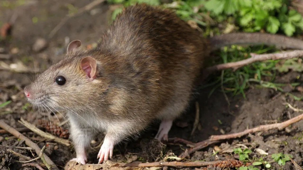 પૂજામાં વપરાતો કપૂર પણ ઉંદરોને સરળતાથી ભગાડી શકે છે. ઉંદરોને ભગાડવા માટે, ઘરના ખૂણામાં અથવા અન્ય વિસ્તારોમાં કપૂરની ગોળીઓ મૂકો. આ ગોળીઓમાંથી નીકળતી તીવ્ર ગંધ ઉંદરોને ગૂંગળાવી નાખે છે, જેના કારણે તેઓ દૂર રહે છે.