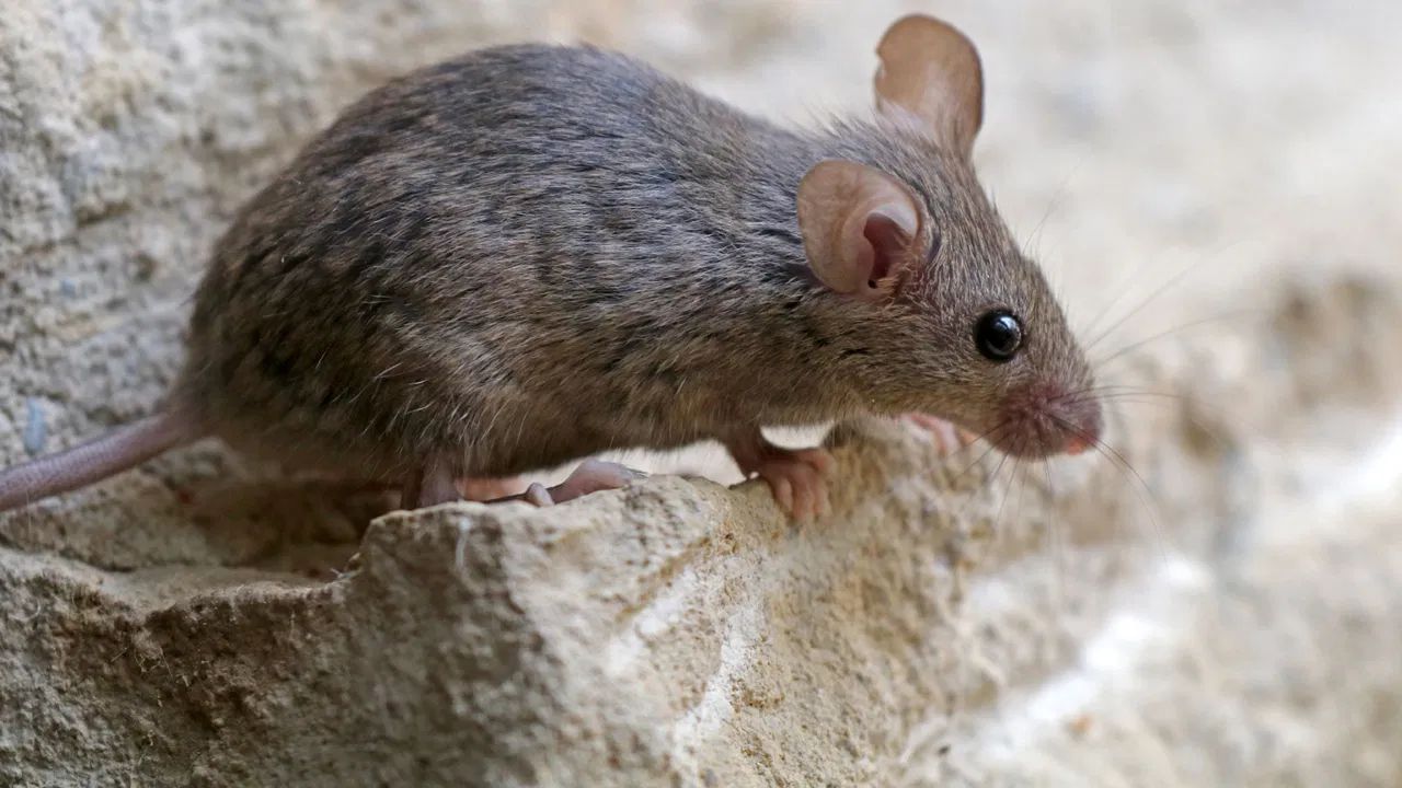 જો ઉંદરને દૂર કર્યા પછી પણ દુર્ગંધ રહે છે, તો તમે આ પાંચ સસ્તા, સરળ અને ઘરગથ્થુ ઉપાયો દ્વારા તેને દૂર કરી શકો છો. 