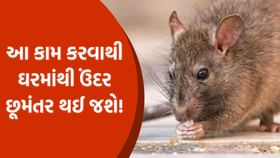તમે પણ ઉંદરોથી કંટાળી ગયા છો, તો આ 5 અસરકારક ઉપાયો અપનાવો! તમે પણ ઉંદરોથી કંટાળી ગયા છો, તો આ 5 અસરકારક ઉપાયો અપનાવો!