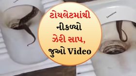 લઘુશંકા કરતા પહેલા ચેતજો: ટોયલેટમાંથી ઝેરી સાપનો Viral Video