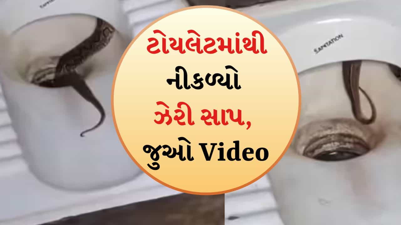 લઘુશંકા કરતી વખતે ધ્યાન રાખજો, ટોયલેટમાંથી નીકળ્યો સાપ, Video થયો Viral