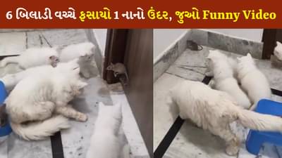 Funny Video: છ બિલાડીઓ વચ્ચે ફસાયો એક નાનકડો ઉંદર, ટાંટિયા થરથર કાપવા લાગ્યા, જુઓ video