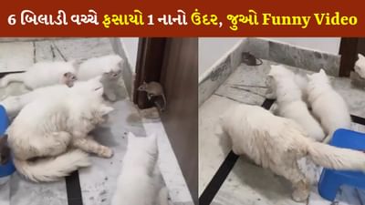 Funny Video: છ બિલાડીઓ વચ્ચે ફસાયો એક નાનકડો ઉંદર, ટાંટિયા થરથર કાપવા લાગ્યા, જુઓ video