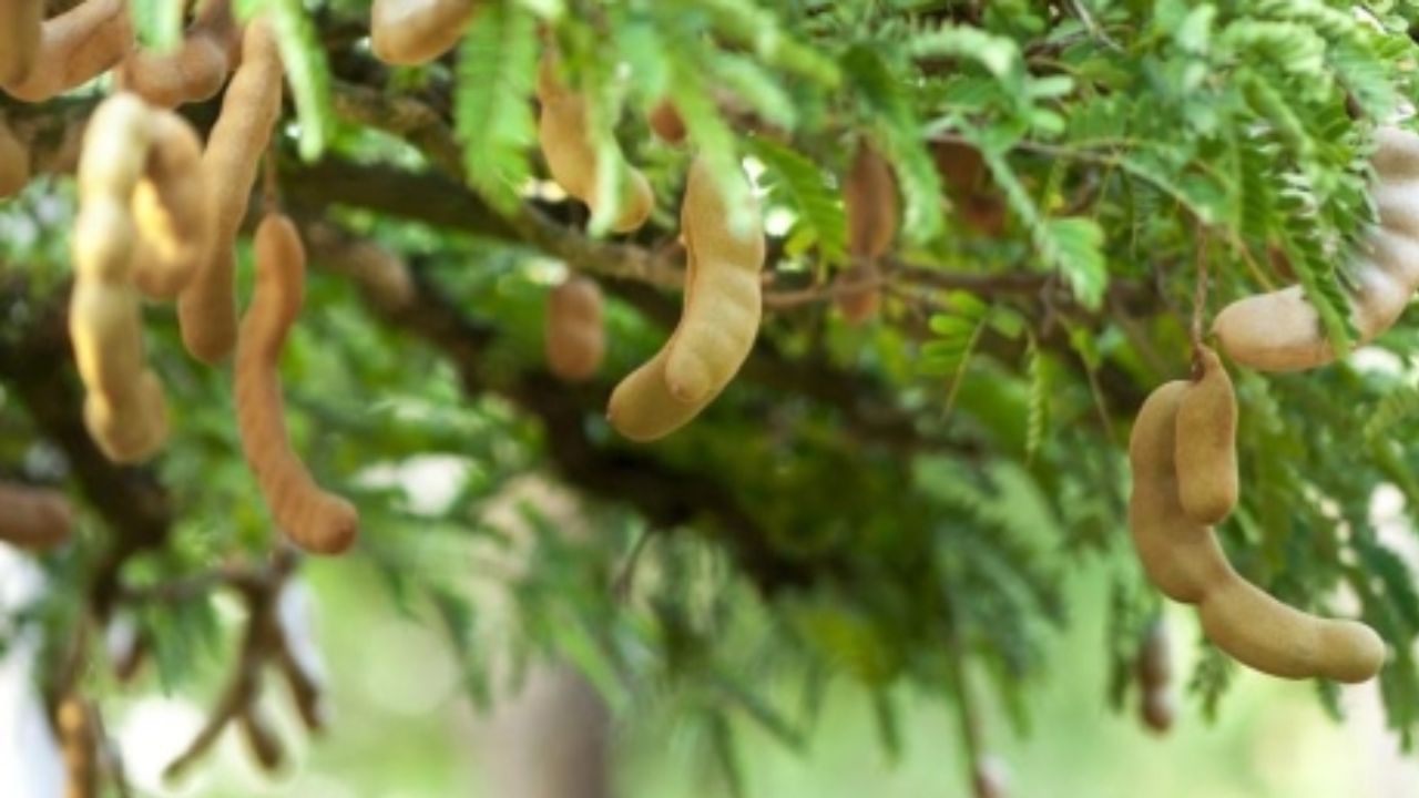 વાસ્તુ શાસ્ત્ર અનુસાર, ઘરના આંગણામાં આમલીનું ઝાડ લગાવવું અશુભ માનવામાં આવે છે તે હંમેશા ઘરમાં આર્થિક તંગી લાવે છે.