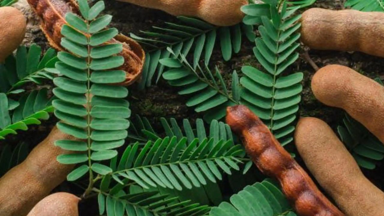 ઘણા લોકો ઘરના આંગણામાં આમલીનું ઝાડ વાવે છે. તો વાસ્તુ શાસ્ત્ર મુજબ આમલીનું ઝાડ ઘરમાં કે ઘરની બહાર લગાવવું જોઈએ કે નહીં ચાલો જાણીએ. 