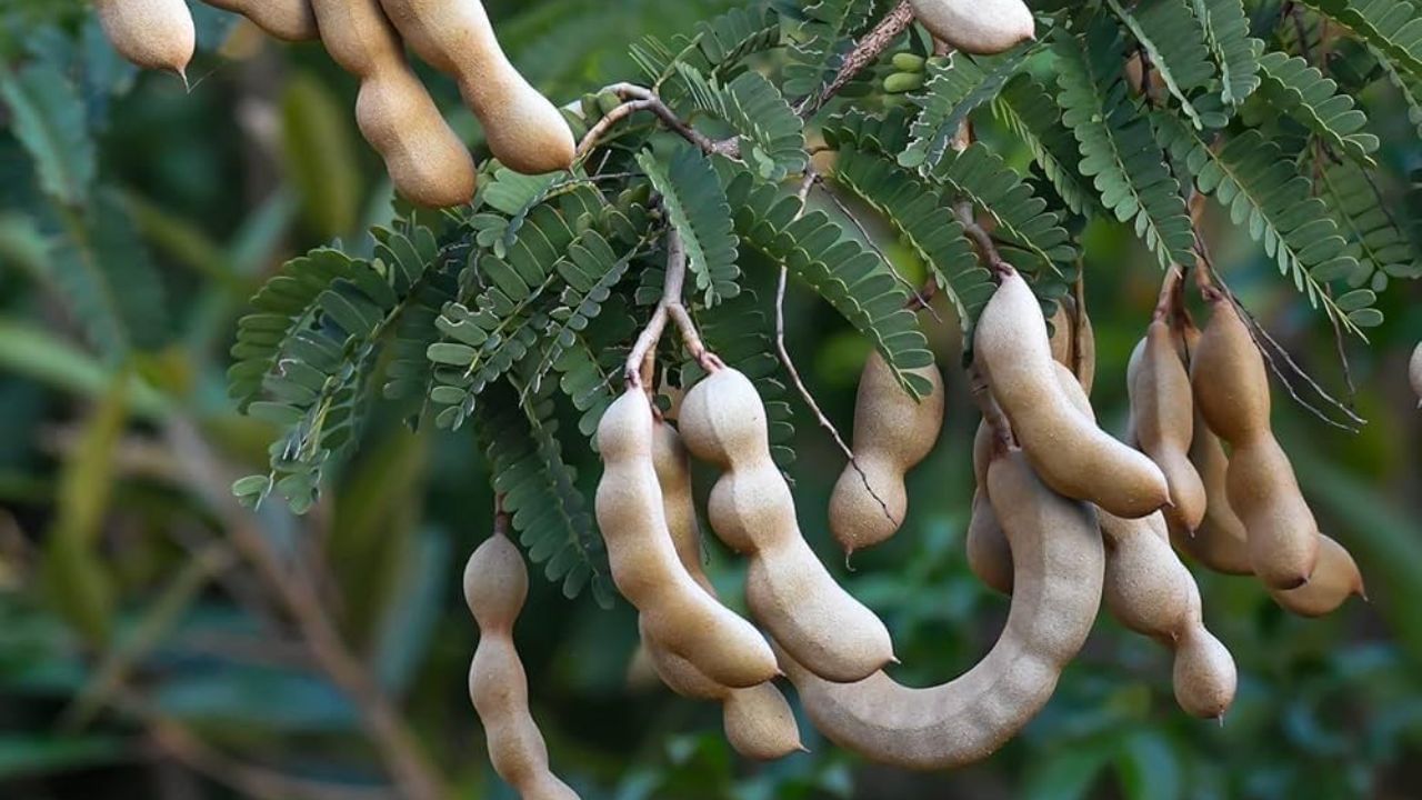 એવું કહેવાય છે કે ઘરના આંગણામાં ચોક્કસ પ્રકારના છોડ કે વૃક્ષો રાખવાથી આર્થિક સમૃદ્ધિ વધે છે, પરંતુ શું તમે જાણો છો કે કેટલાક વૃક્ષો એવા છે જે આંગણામાં લગાવવા ખૂબ જ અશુભ માનવામાં આવે છે. 