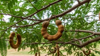 વૃક્ષો અને છોડ ફક્ત ઘરની સુંદરતામાં વધારો કરતા નથી પણ આર્થિક સમૃદ્ધિના દરવાજા પણ ખોલે છે. વાસ્તુ શાસ્ત્રમાં ઘરમાં વૃક્ષો વાવવાનું વિશેષ મહત્વનું છે.