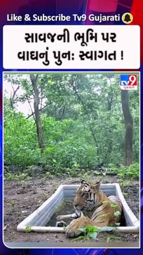 રતનમહાલને વાઘે બનાવ્યું નવું રહેઠાણ