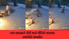 માણસને ખેંચી જતા વાઘનો વીડિયો વાયરલ, ઘટનાની સત્યતા જાણો
