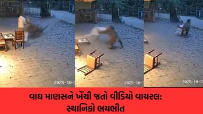 Fact Check : માણસને ખેંચી જતા વાઘનો વીડિયો વાયરલ; સ્થાનિકો ભયભીત, આ ઘટનાની સત્યતા જાણો