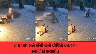 Fact Check : માણસને ખેંચી જતા વાઘનો વીડિયો વાયરલ; સ્થાનિકો ભયભીત, આ ઘટનાની સત્યતા જાણો