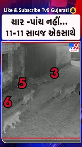 સિંહ પરિવાર CCTVમાં કેદ