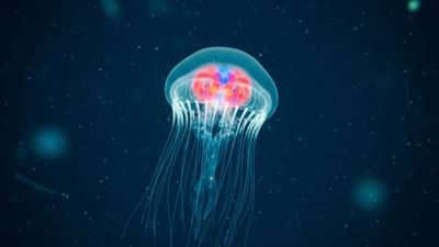 વિશ્વનું એકમાત્ર પ્રાણી જેને મારવામાં ન આવે તો ક્યારેય કુદરતી રીતે નથી મરતુ- જાણો કોણ છે એ?