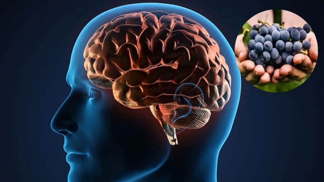 બ્લુ બેરીમાં એન્થોસાયનિન એન્ટીઓક્સિડેન્ટ હોય છે, જે મગજને ઓક્સિડેટિવ તણાવથી બચાવે છે અને યાદશક્તિ વધારે છે. 