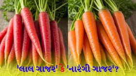 લાલ કે નારંગી? શરીર માટે કયું ગાજર વધુ ફાયદાકારક છે?