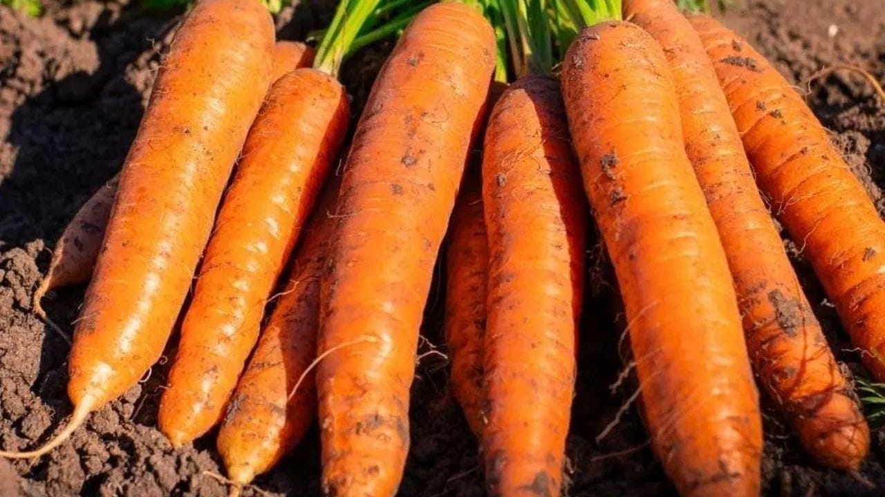 નારંગી ગાજરમાં બીટા-કેરોટીન (Beta-Carotene) હોય છે, જે શરીરમાં જઈને વિટામિન Aમાં બદલાઈ જાય છે. આથી તેને આંખો માટે લાભદાયક માનવામાં આવે છે. નારંગી ગાજર વિટામિન અને મિનરલ્સથી ભરપૂર હોય છે. આમાં વિટામિન A અને વિટામિન E ની માત્રા ખૂબ જ વધુ હોય છે.