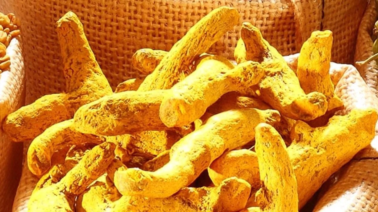 નિષ્ણાતોના મતે, હળદરના ભાવમાં વધુ વધારો જોવા મળી શકે છે. ટેકનિકલ સંકેત સૂચવે છે કે, જો ભાવ 16,200 થી ઉપર રહે છે, તો ભવિષ્યમાં હળદર 18,800 રૂપિયા પ્રતિ ક્વિન્ટલ (હળદરના ભાવની આગાહી) સુધી પહોંચી શકે છે. આનો અર્થ એ થયો કે, રસોડામાં વપરાતી હળદર હવે ભાવની દ્રષ્ટિએ સોના અને ચાંદીના પગલે ચાલી રહી હોય તેવું લાગે છે.