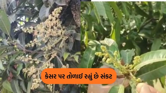 કેરી રસિકો માટે માઠા સમાચાર, આ વર્ષે મોડી ખાવા મળી શકે છે કેસર- Video