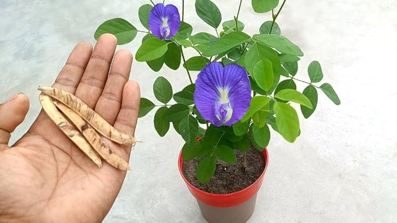 Aparajita plant 3