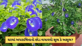 ઘરમાં અપરાજિતાનો છોડ લગાવવો શુભ છે કે અશુભ? જાણો વાસ્તુ શું કહે છે