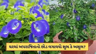 ઘરમાં અપરાજિતાનો છોડ લગાવવો શુભ છે કે અશુભ? જાણો વાસ્તુ શું કહે છે
