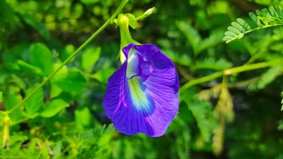 કેટલાક છોડ સામાન્ય રીતે દરેક ઘરમાં જોવા મળે છે. અપરાજિતાનો છોડ તેમાંથી એક છે. તેનો સુંદર વેલો અને ભૂરા રંગના ફૂલો એટલા સુંદર છે કે લોકો ઘણીવાર તેને તેમની બાલ્કની અને આંગણામાં લગાવવાનું પસંદ કરે છે. ત્યારે ધાર્મિક અને વાસ્તુ દ્રષ્ટિકોણથી શું ઘરમાં અપરાજિતાનો છોડ લગાવવો શુભ છે કે અશુભ ચાલો જાણીએ.