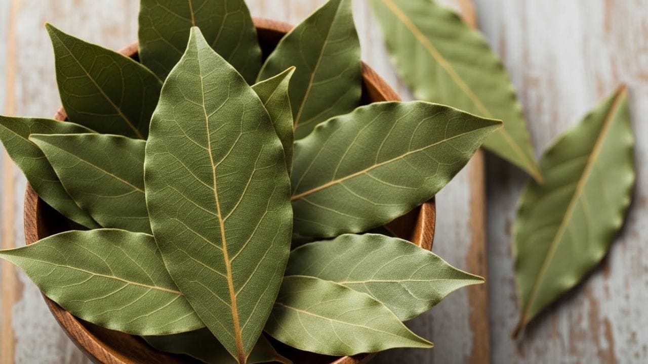 આયુર્વેદના જાણકારો મુજબ તમાલપત્રની ચા તૈયાર કરવાની રીત બહુ સરળ છે. એક કપ પાણી લો અને તેમાં 2થી 3 તમાલપત્ર નાખો. સ્વાદ તથા આરોગ્યલાભ વધારવા માટે તેમાં તજનો નાનો ટુકડો, આદુનો ટુકડો અથવા થોડો લીંબુનો રસ ઉમેરી શકાય છે. આ મિશ્રણને લગભગ 5થી 10 મિનિટ સુધી ધીમે ઉકાળો. પછી ગેસ બંધ કરીને ઢાંકણ મૂકીને 2–3 મિનિટ સુધી રાખો. ત્યારબાદ ચા ગાળી લો, ઇચ્છા મુજબ મધ ઉમેરો અને હળવી ગરમ હાલતમાં પીવો. શ્રેષ્ઠ લાભ માટે આ ચા રોજ સવારે અથવા સાંજે ખાલી પેટે લેવાં સલાહ આપવામાં આવે છે. (Disclaimer: અહીં આપવામાં આવેલી માહિતી ફક્ત જાણકારી માટે જ છે. યોગ કરવા માટે પહેલા શરીર ફ્લેક્સિબલ હોવું જરુરી છે તેમજ કોઈ નિષ્ણાંતની સલાહ લઈને યોગ કરી શકાય.) ( Credits: AI Generated )