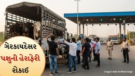 ગેરકાયદેસર પશુ હેરાફેરી રોકાઈ: અડાલજ ખાતે 16 પશુઓનો બચાવ