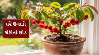 Plant In Pot : ઘરે ઉગાડો ચેરીનો છોડ, બજારમાંથી ખરીદવાની જરુર નહીં પડે