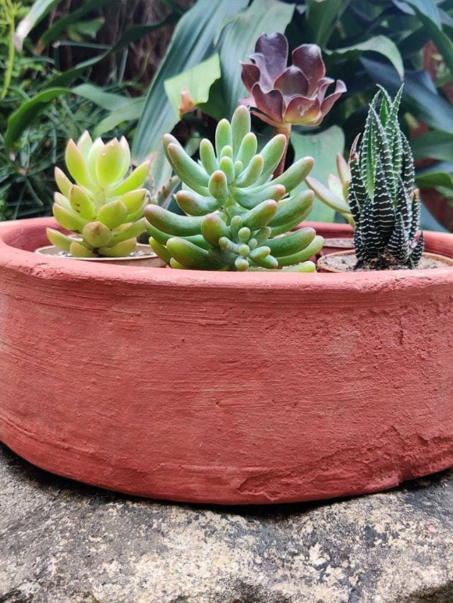 Plant In Pot : માટી કે પ્લાસ્ટિક.... છોડ ઉગાડવા માટે ક્યું કૂંડુ સૌથી સારું ? જાણો