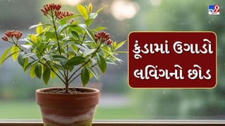 Plant In Pot : કૂંડામાં ઉગાડો લવિંગનો છોડ, આ રહી સરળ પદ્ધતિ