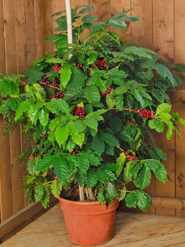 Plant In Pot : કોફીનો છોડ કૂંડામાં ઉગાડવો મુશ્કેલ છે ? અપનાવો આ સરળ ટીપ્સ