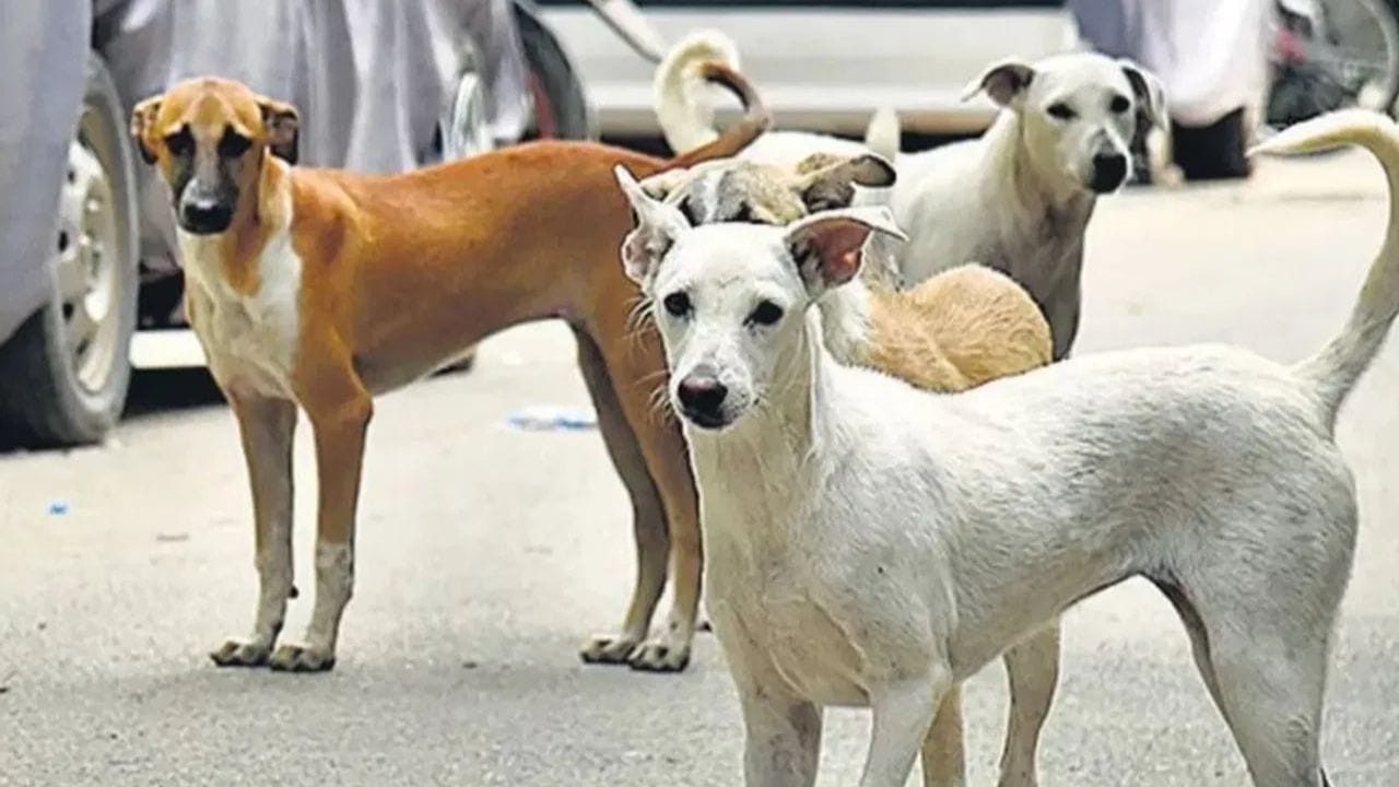 Dogની ઇન્દ્રિયો માનવ કરતાં અનેક ગણી વધુ સક્રિય હોય છે. તેઓ વ્યક્તિની હિલચાલ, શરીરભાષા અને વર્તનને તરત જ સમજી જાય છે. Dog માનવીની ગતિવિધિઓ પર ખૂબ નજીકથી નજર રાખે છે, તેથી તેઓ લોકોને સરળતાથી ઓળખી શકે છે. આ કારણે જ, કેટલાક લોકોને જોઈને જ તેઓ ચેતવણીરૂપે ભસવા લાગે છે.