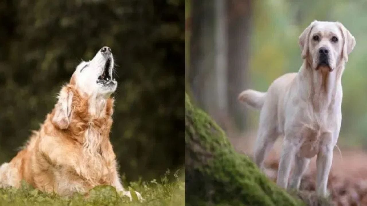 જો તમે Dogની સામે શાંતિથી, આત્મવિશ્વાસપૂર્વક અને નિર્ભયતાથી ચાલો છો, તો તેના ભસવાની શક્યતા ઓછી રહે છે. પરંતુ જો તમારી ચાલમાં ડર, ગભરાટ કે અચાનક હિલચાલ દેખાય, તો Dog તેને ખતરા તરીકે લે છે. આવા સંજોગોમાં Dog તરત જ ભસવાનું શરૂ કરે છે, કારણ કે તેને પોતાને જોખમમાં હોવાનો અહેસાસ થાય છે.