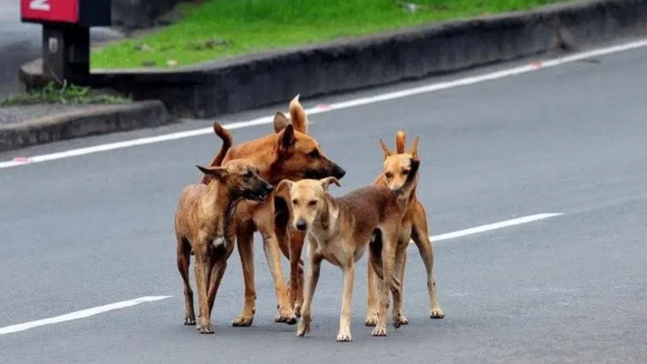 Dogની યાદશક્તિ પણ ખૂબ તેજ હોય છે. તેઓ ભૂતકાળની ઘટનાઓ લાંબા સમય સુધી યાદ રાખે છે. જો કોઈ વ્યક્તિએ ભૂતકાળમાં Dogને માર્યો હોય, ડરાવ્યો હોય અથવા નુકસાન પહોંચાડ્યું હોય, તો Dog તે વ્યક્તિને ઓળખીને ફરીથી ભસે છે. આ તેનો સ્વાભાવિક બચાવ પ્રતિક્રિયા હોય છે.