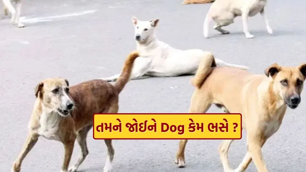 તમે ઘણીવાર જોયું હશે કે કેટલાક Dog ચોક્કસ લોકોને જોતાં જ ભસવાનું શરૂ કરી દે છે. એ સમયે તેઓ આક્રમક પણ દેખાઈ શકે છે. પરંતુ આ વર્તન પાછળનું સાચું કારણ શું છે? મોટા ભાગના લોકો આ વાત જાણતા નથી. ચાલો સમજીએ કે Dog આવું કેમ કરે છે.
