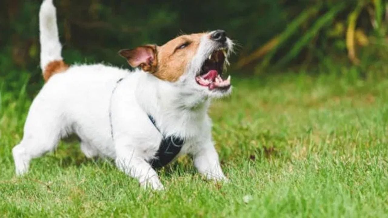 સામાન્ય રીતે, Dog ત્યારે ભસે છે જ્યારે તેને કોઈ વ્યક્તિથી ખતરો અનુભવાય. ભસવું એ તેનો પોતાને સુરક્ષિત રાખવાનો એક ઉપાય છે. પરંતુ જો Dog ભસતો હોય, તો ગભરાવાની જરૂર નથી. શાંતિ રાખો અને સમજદારીપૂર્વક વર્તન કરો. એકવાર Dog તમને ઓળખી લે અને તમને ખતરા તરીકે ન માને, તો તે તમારો મિત્ર પણ બની શકે છે. (નોંધ : અહીં આપવામાં આવેલી મહિતી માન્યતાઓના આધારે ફક્ત આપની જાણકારી માટે છે.)