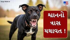 વરીયાવી બજારમાં 4 વર્ષની બાળકી પર શ્વાનનો હુમલો, સારવાર અર્થે ખસેડાઈ