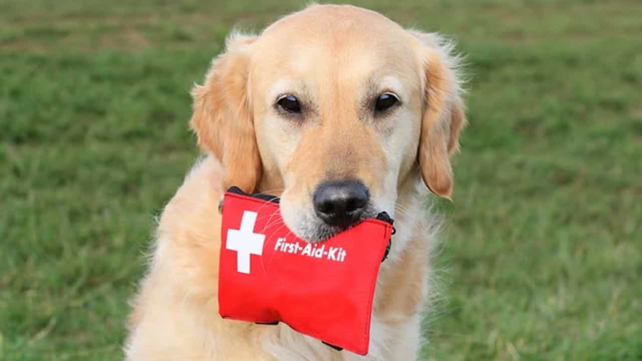 Pet Dog First-aid kit : શ્વાન માટેની પ્રાથમિક સારવાર કીટમાં કઈ કઈ વસ્તુઓ રાખવી, દરેક લોકો જાણી લો