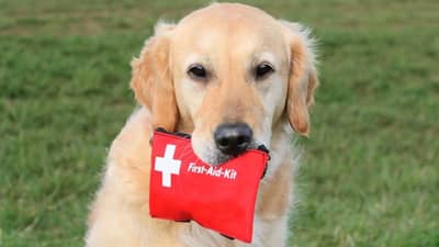Pet Dog First-aid kit : શ્વાન માટેની પ્રાથમિક સારવાર કીટમાં કઈ કઈ વસ્તુઓ રાખવી, દરેક લોકો જાણી લો